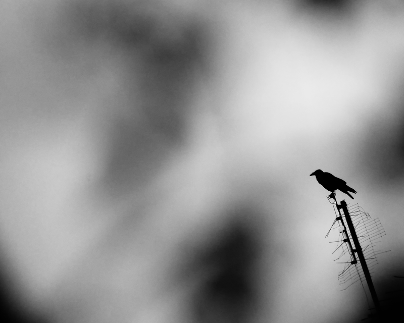 The Raven
