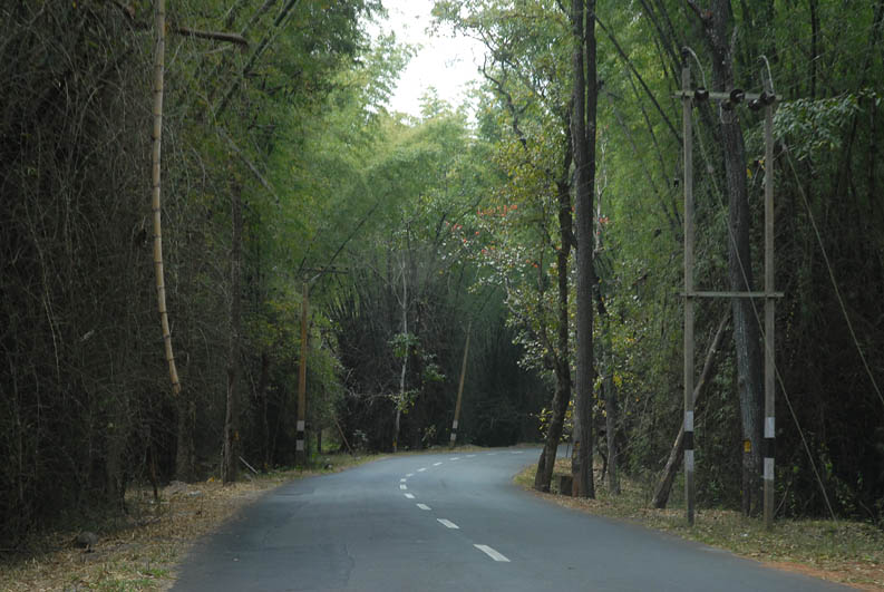 The road through the Jungle