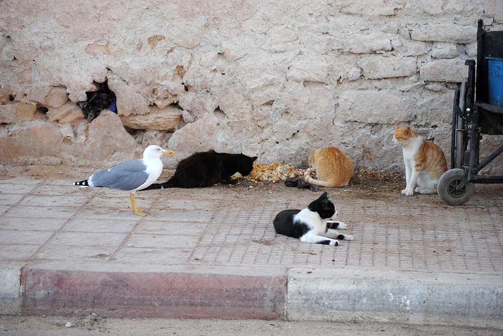 There is enough for all species.