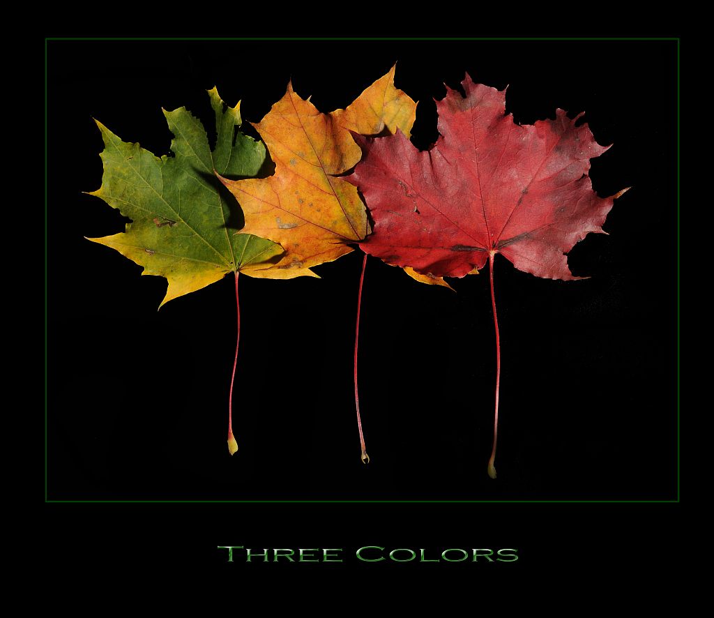 ThreeColours 11
