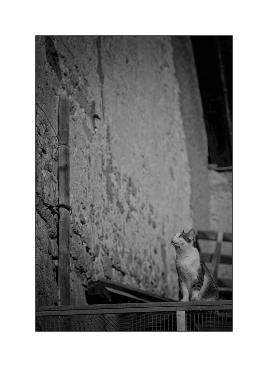 TierDSC_3079.jpg