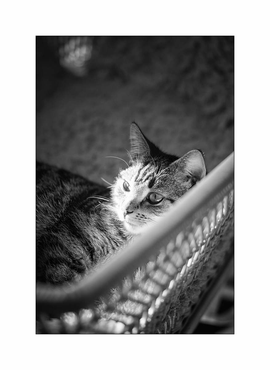 TierDSC_3088.jpg