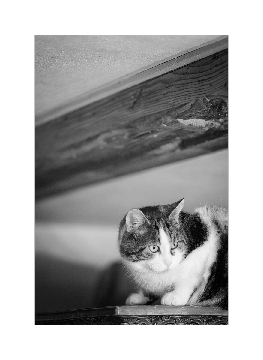 TierDSC_3096.jpg