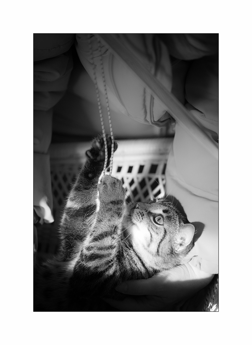 TierDSC_3101.jpg