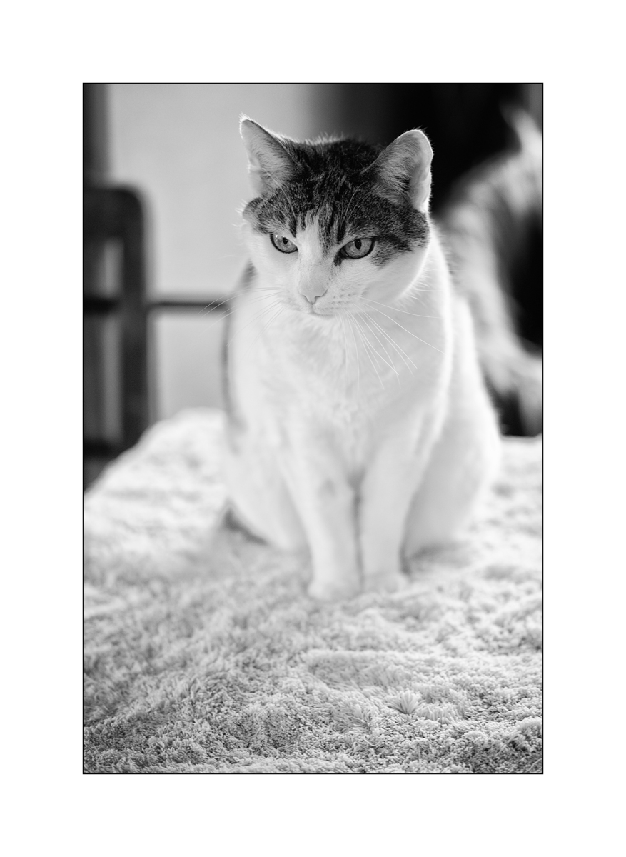 TierDSC_3109.jpg