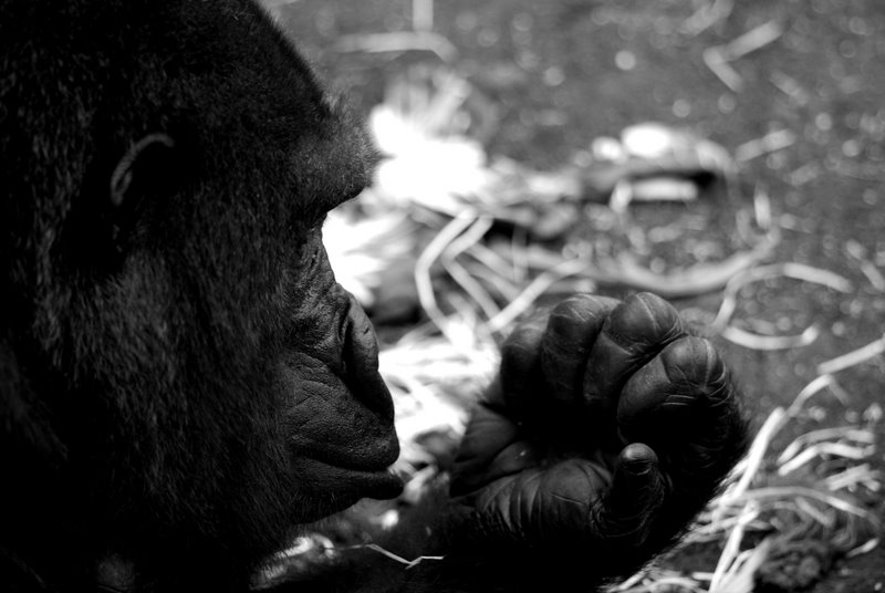 tiere 18.6 1388