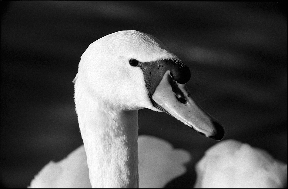 Tiere 30 12 2013 20