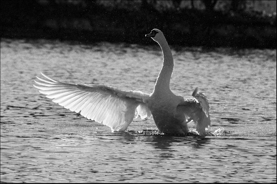 Tiere 30 12 2013 7
