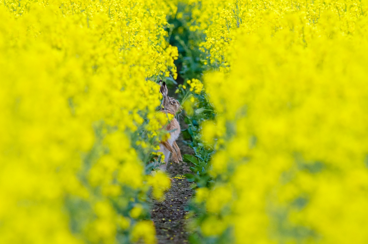 Tiere im Raps
