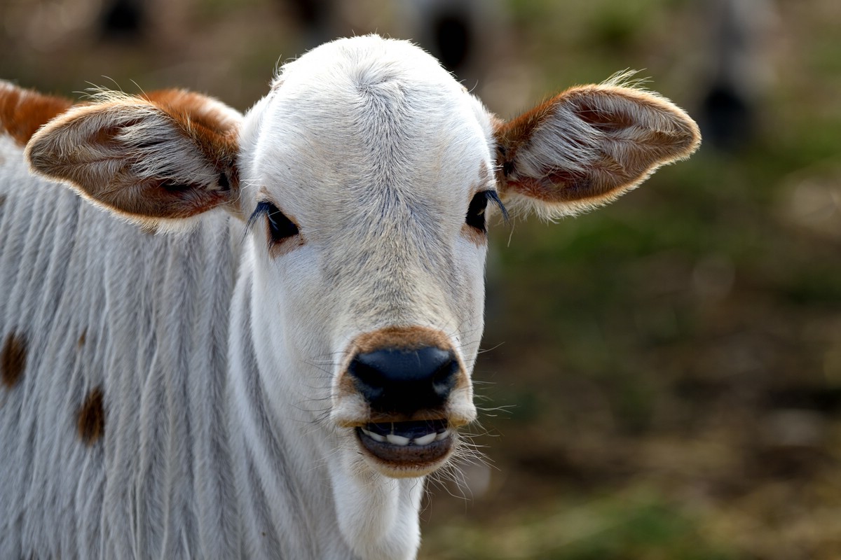 Tiere vom Bauernhof 1.jpg