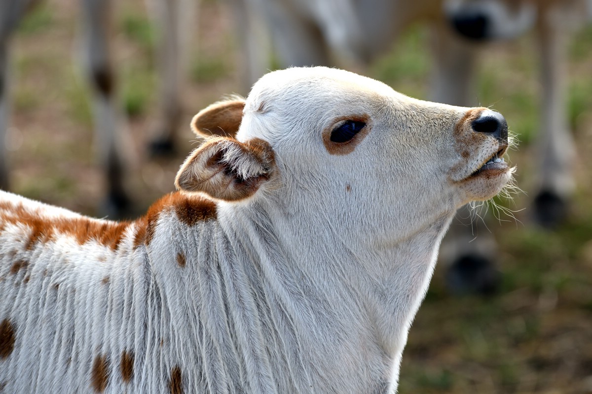 Tiere vom Bauernhof 2.jpg