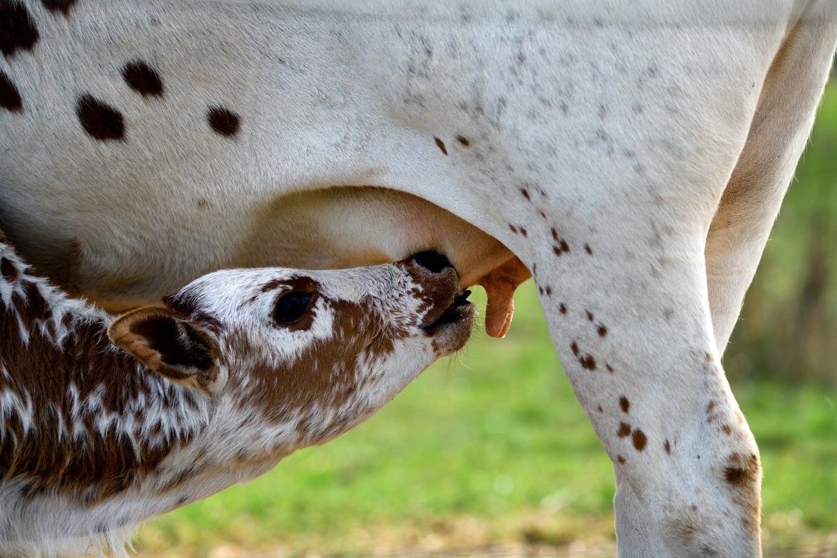 Tiere vom Bauernhof 3.jpg