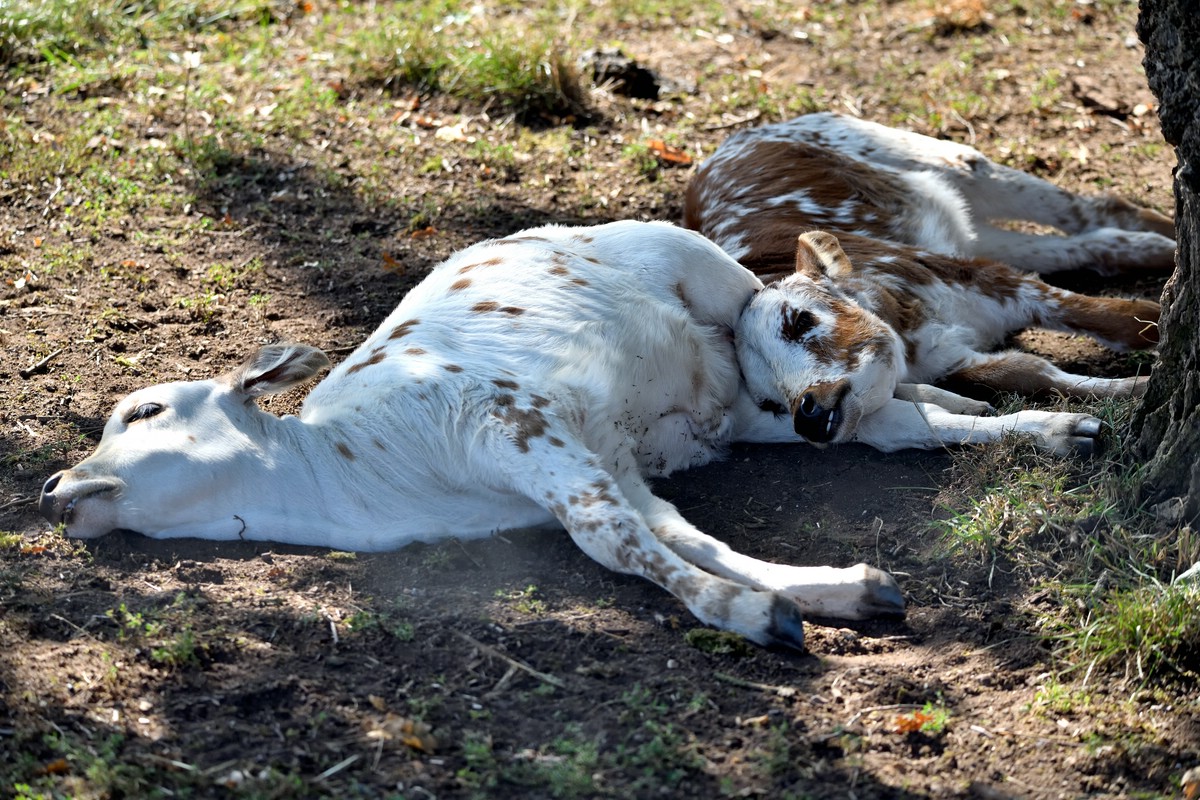 Tiere vom Bauernhof 4.jpg