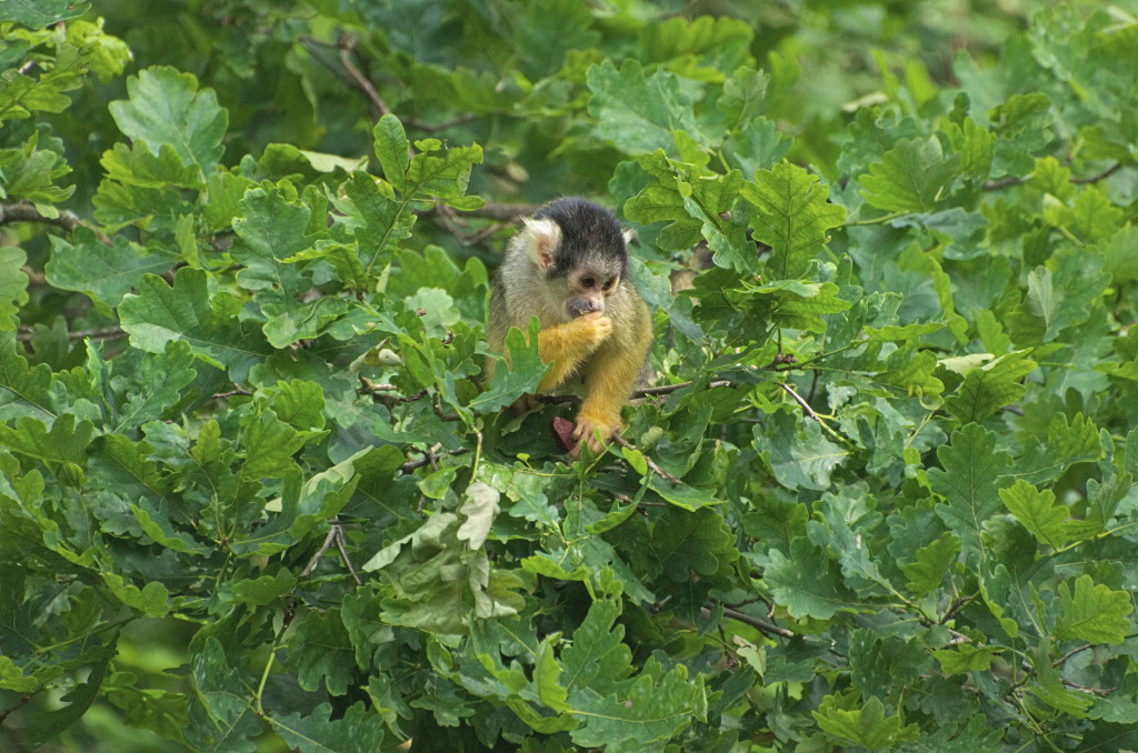 Tiergarten 07 06 13 002 1