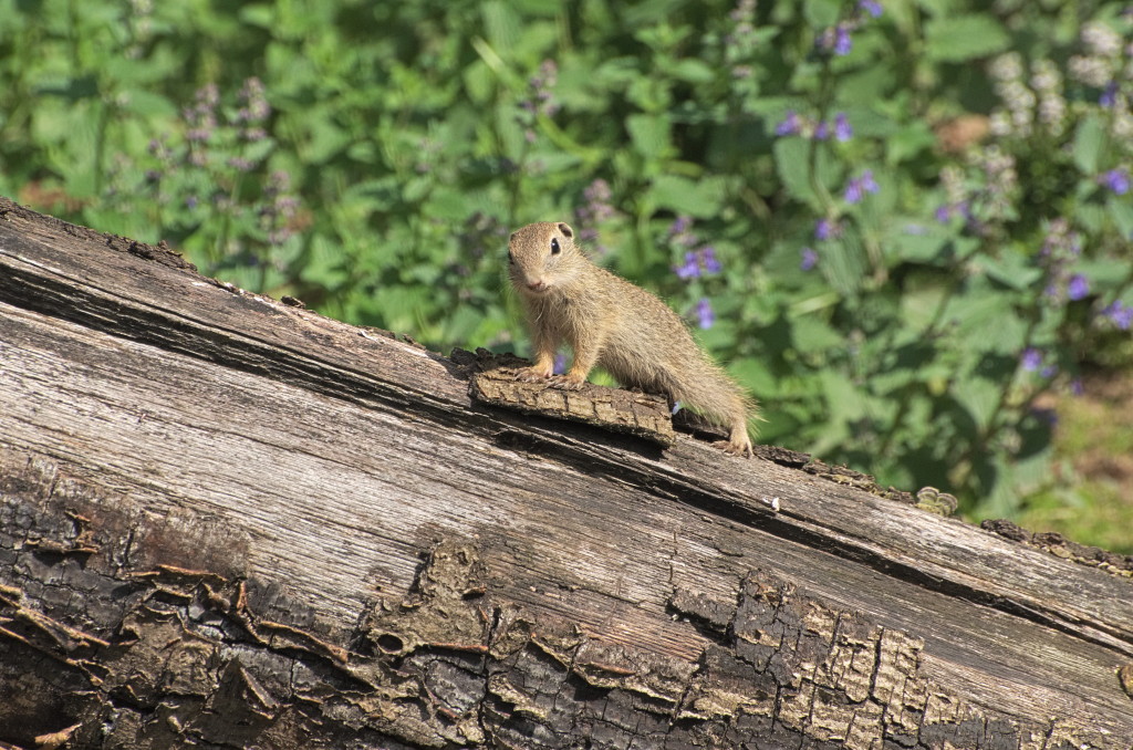 Tiergarten 07 06 13 006 1