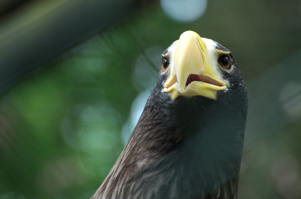 Tiergarten 07 06 13 012 1
