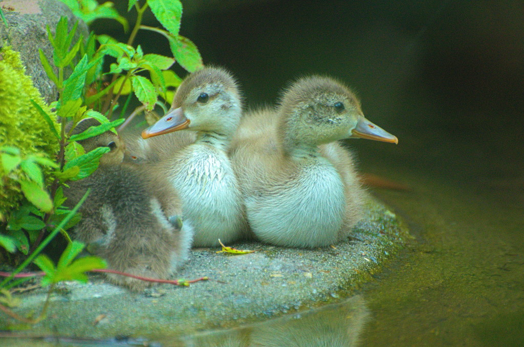 Tiergarten 07 06 13 014 1