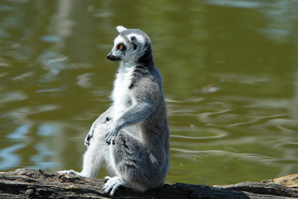 Tiergarten Schönbrunn 10