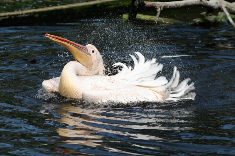 Tiergarten Straubing