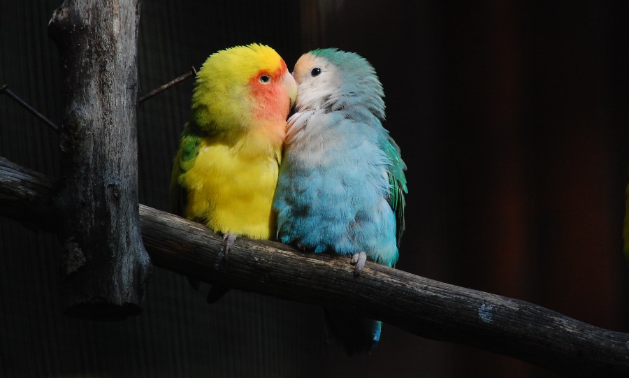 Tiergehege