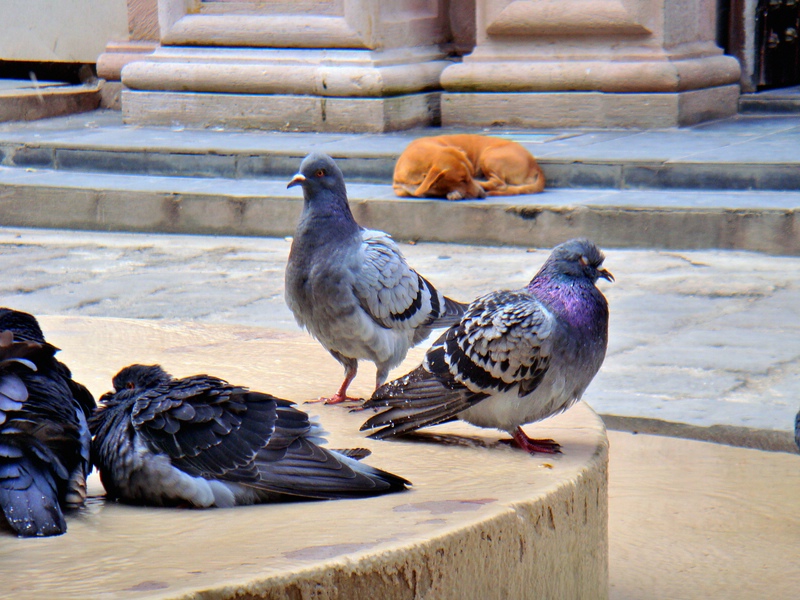 Tiermotiv in der Altstadt