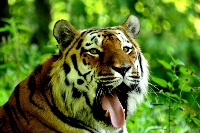Tierpark 30.6 312
Tigerportrait