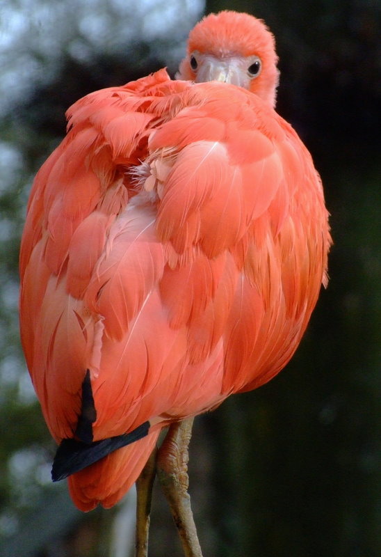 Tierpark Bochum