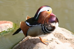 tierpark hagenbeck 192ad597 f1a6 4043 8f3e 4ab8a9ed2e2a