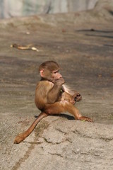 tierpark hagenbeck 624e8fa8 f879 4356 a622 d1b5bf9c835d