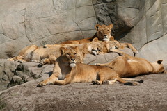 tierpark hagenbeck a89b2c0e e8ec 4271 afce 7d06aababd4a