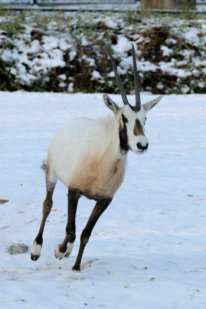 Tierpark im Winter 03