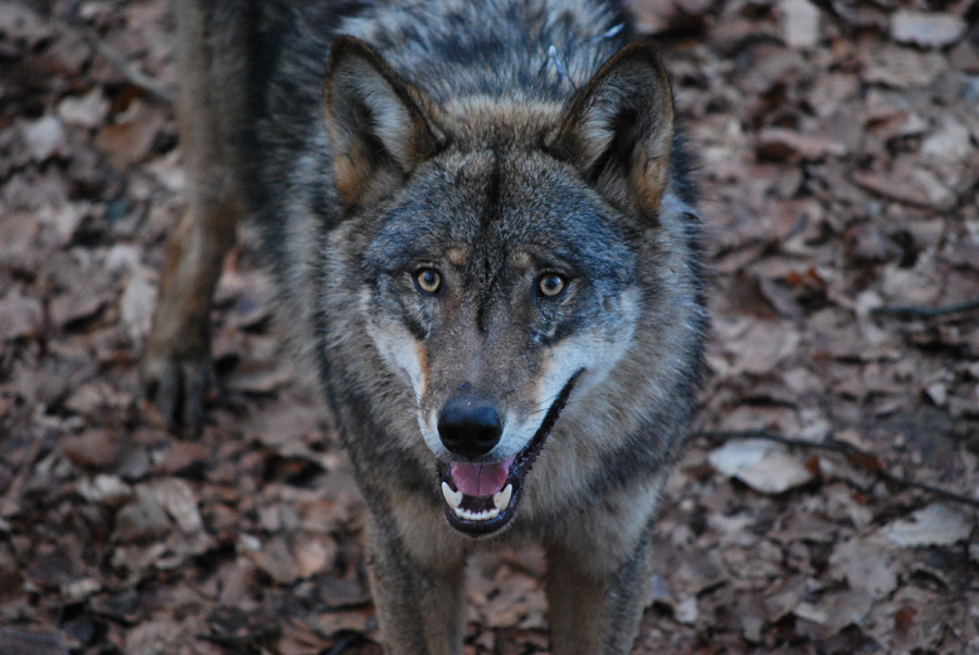 Tierpark Oderdissen Wolf