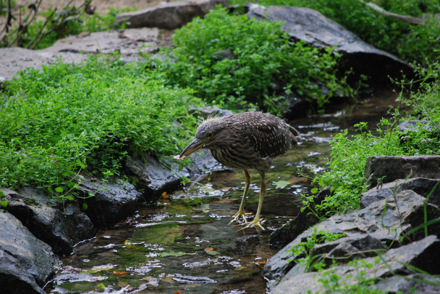 Tierpark Olderdissen Reiher/Störche