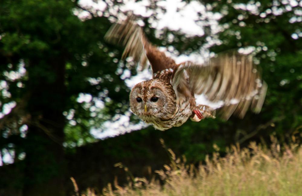 Tierpark Sababurg b. Kassel, Kauz im Anflug