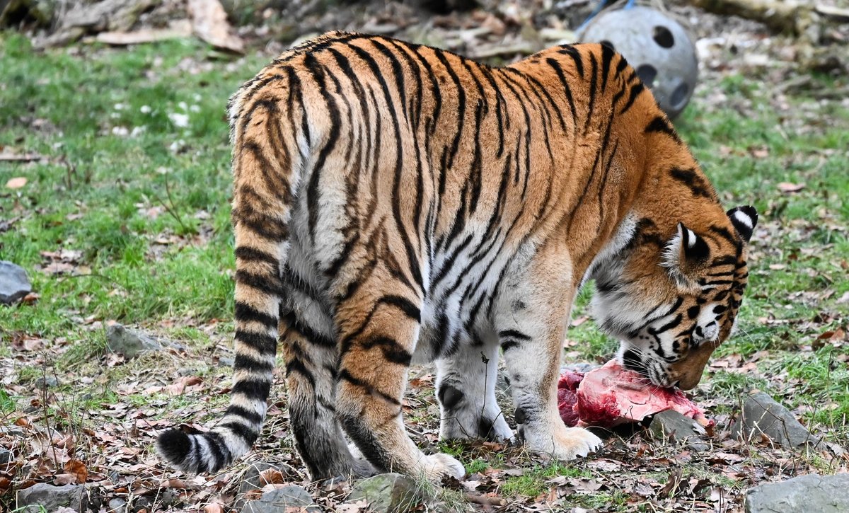 Tiger 1.jpg