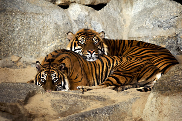Tiger 1