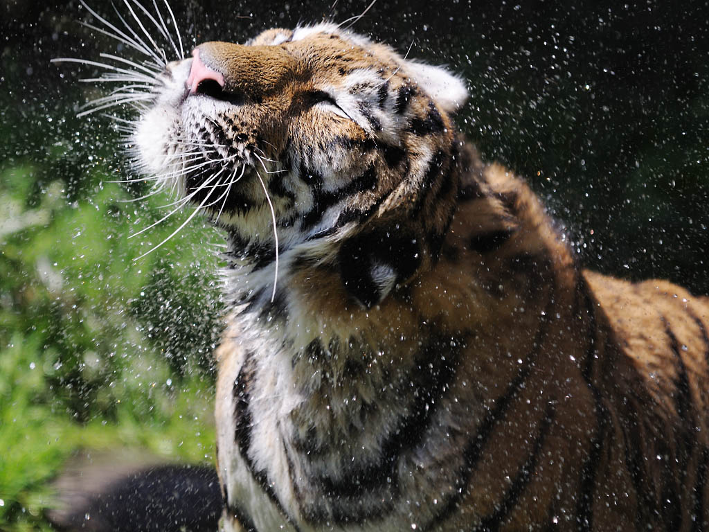 Tiger 1