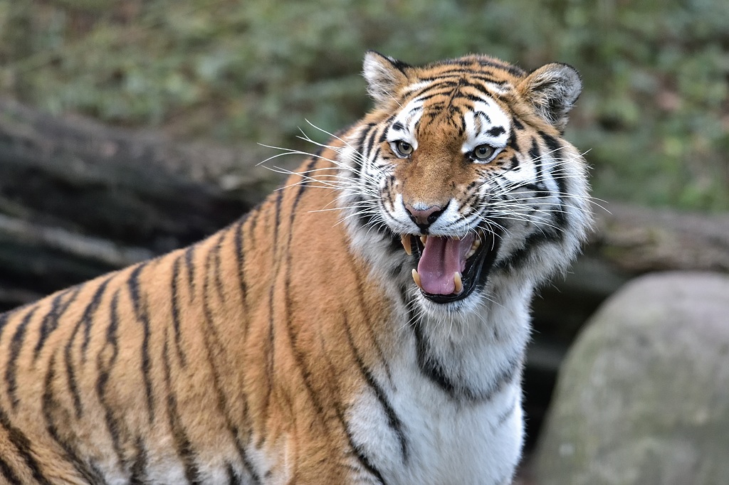 Tiger 122014