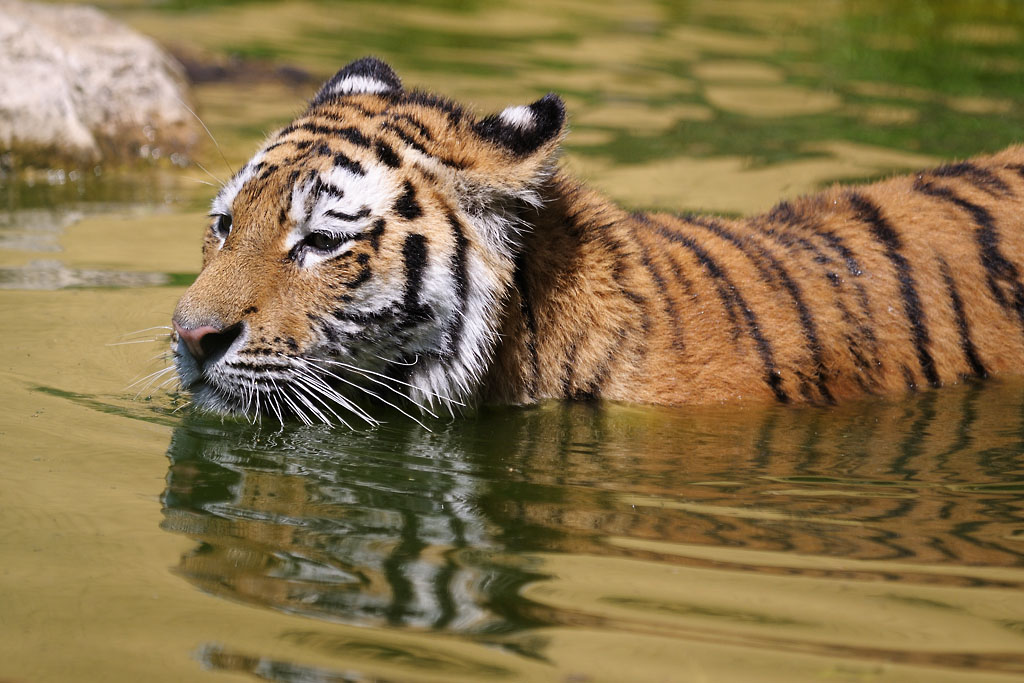 Tiger 3