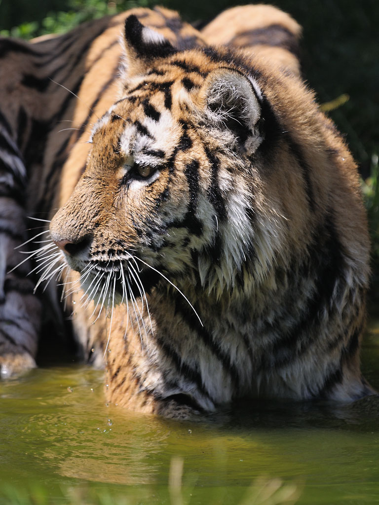 Tiger 5