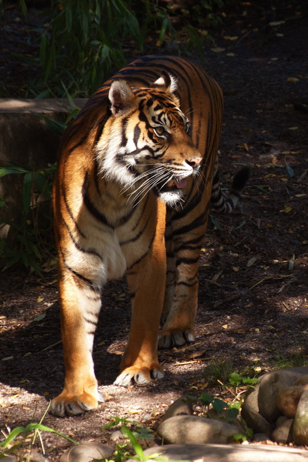 Tiger, aufgenommen im zoologisch-botanischen Garten "Wilhelma" in Stuttgart am 16.07.2006. Nikon D200, AF-Nikkor 2.8/80-200 mm ED.