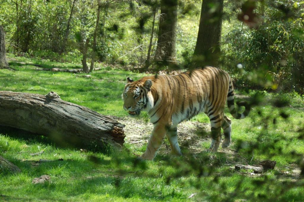 Tiger- Bronx Zoo