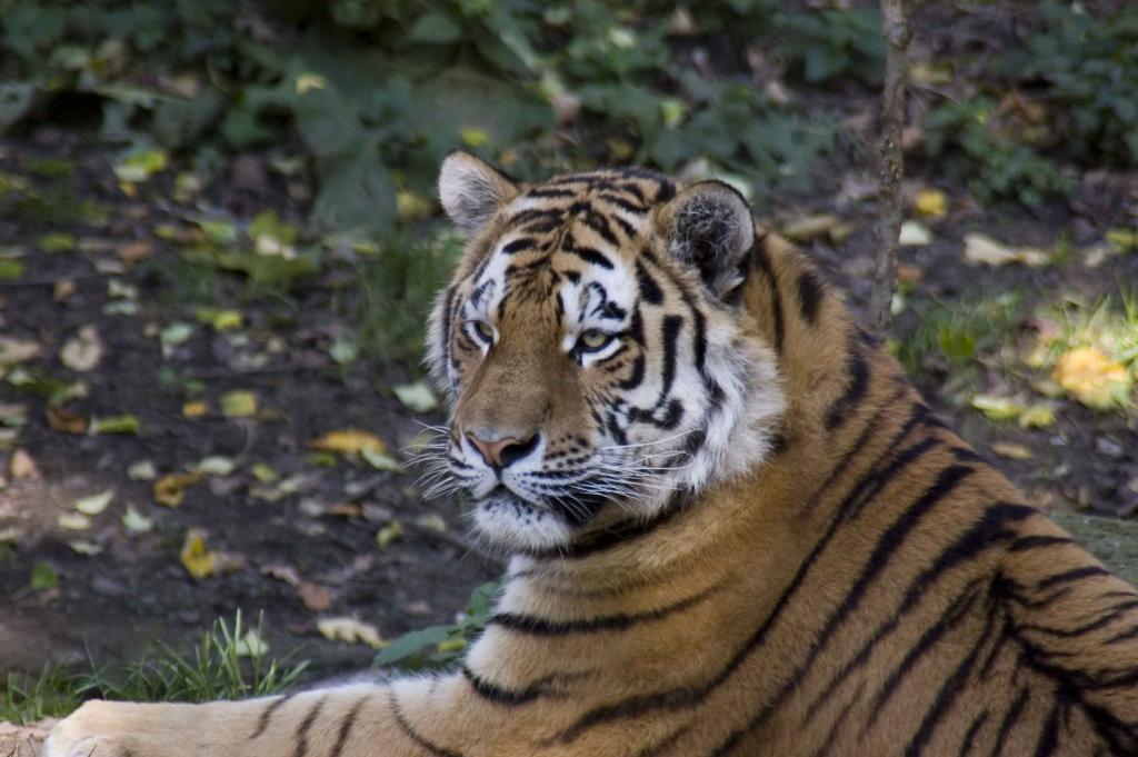Tiger II