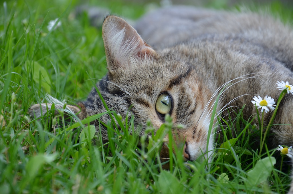 Tiger im Gras