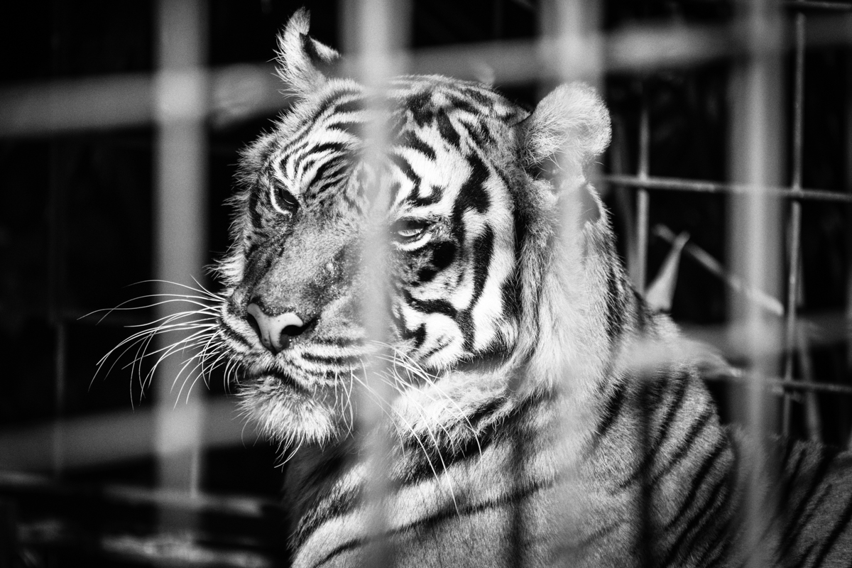 Tiger im Käfig 

(aufgenommen in der Wilhelma Stuttgart)