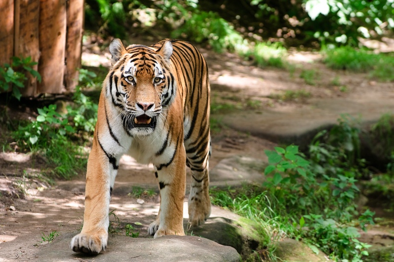 Tiger im Tiergarten Nürnberg