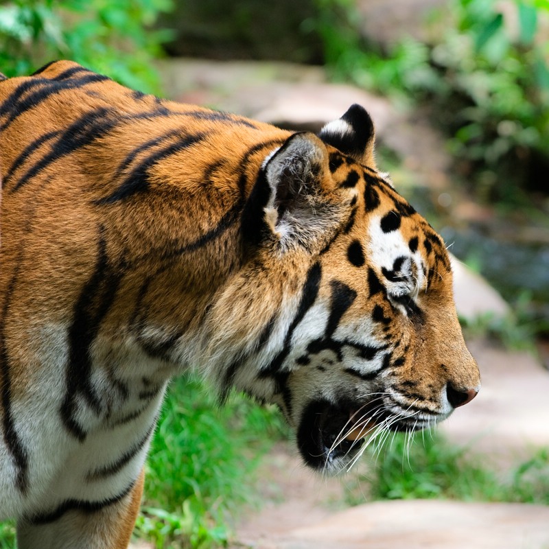 Tiger im Tiergarten Nürnberg