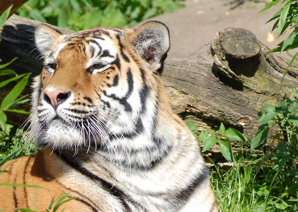 Tiger im Zoo