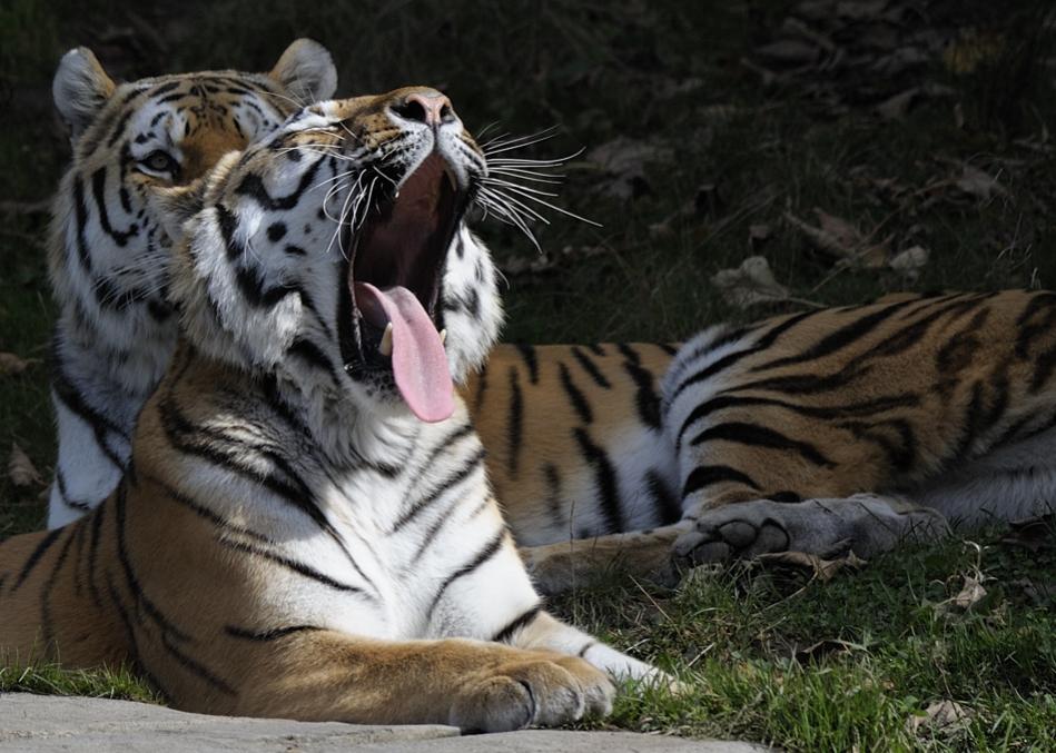 Tiger ISO1402