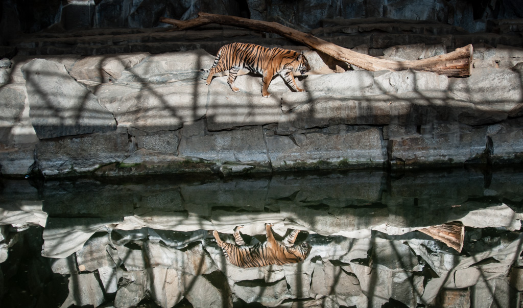 Tiger Spiegelung